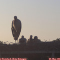 06_05-mast.jpg