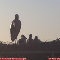 06_10-mast.jpg