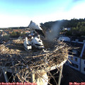 06_10-nest.jpg