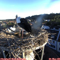 06_15-nest.jpg