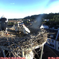 06_20-nest.jpg