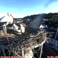 06_25-nest.jpg