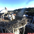 06_30-nest.jpg
