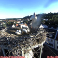 06_40-nest.jpg