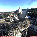 06_45-nest.jpg