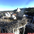 07_00-nest.jpg