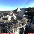 07_05-nest.jpg