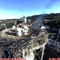 07_15-nest.jpg