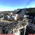 07_20-nest.jpg