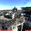 07_25-nest.jpg