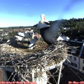 07_35-nest.jpg