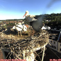 07_40-nest.jpg