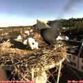 07_45-nest.jpg