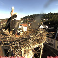 07_50-nest.jpg