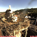 07_55-nest.jpg