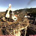 08_00-nest.jpg
