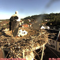 08_10-nest.jpg