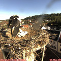 08_15-nest.jpg