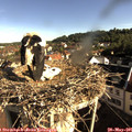 08_20-nest.jpg