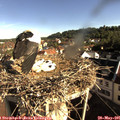 08_25-nest.jpg