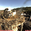 08_30-nest.jpg