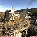 08_45-nest.jpg
