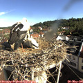 08_50-nest.jpg