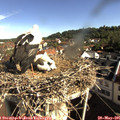 08_55-nest.jpg