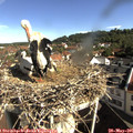 09_15-nest.jpg