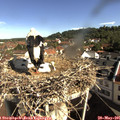 09_20-nest.jpg