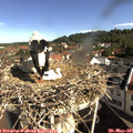 09_25-nest.jpg