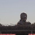 09_30-mast.jpg