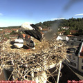 09_30-nest.jpg