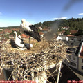 09_35-nest.jpg