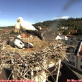 09_40-nest.jpg