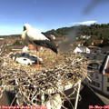 09_45-nest.jpg