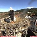 09_50-nest.jpg