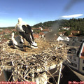 09_55-nest.jpg