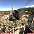 10_00-nest.jpg