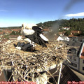 10_05-nest.jpg