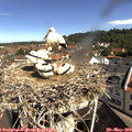 10_10-nest.jpg