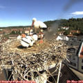 10_15-nest.jpg