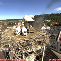 10_20-nest.jpg