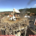 10_25-nest.jpg