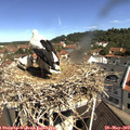 10_40-nest.jpg