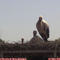 10_45-mast.jpg