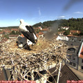 10_45-nest.jpg