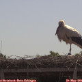 11_00-mast.jpg