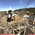 11_05-nest.jpg