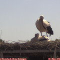 11_10-mast.jpg
